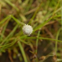 Eriocaulon quinquangulare L.